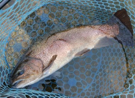 平日釣行で好釣果 ～フィシングパーク高島の泉～